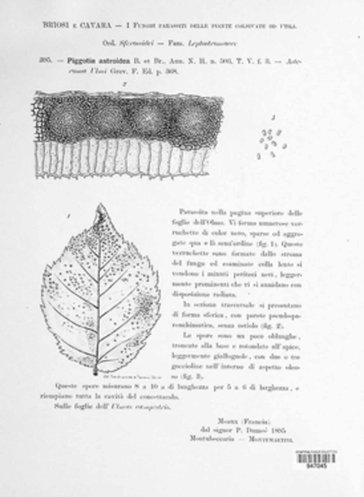 Piggotia image